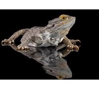 VGJM 5D DIY Diamond Painting Embroidery Drawing-Lizard Reptiles Bearded Dragon Reflected Animal Black -16"x20"Needlework Gift Full Diamond Mosaic Home Decor 30x40cm
