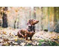 VGJM DIY 5D Diamond Painting by Number Kits Brown Dachshund Dog Paint with Diamonds Arts Supply Canvas Wall Decor 30x40cm