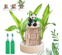 Vgpbphj Mini Brazilian Tree, Brazilian Wood Plant, Air Purifying Plants Indoor, Hydroponic Potted Stump with Porcelain/Plastic Tray, Lucky Bamboowith English instructions (A-Porcelain pot, 7-8cm)