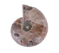 ViaGasaFamido Natural Ammonite Specimen 2Pcs Madagascar Mineral Stones with Visible Sea Snail Shell Threads Ancient for Teaching Collection Home Decoration (Diameter 4cm / 1.57in)