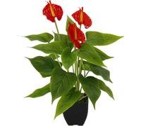 Vibrant Exotic Red Anthurium, Detailed Foliage Simulated Andraeanum Plant, Multi-Occasion Decoration for Home Office, Waterproof Non-Fading Artificial