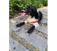 Vibrant Fellow Dog Shoes for Walking, Dog Boots Paw Protector Soft and Breathable, Booties that Stay on for Dogs, Set of 4, Size X-Small, Colour Black