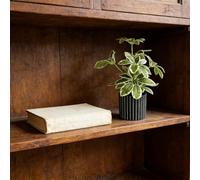Vibsky Small Artificial Potted Plant, for Black Vertical Stripe Nordic Design, Soft Fake Foliage Office Cafe Styling, 245cm