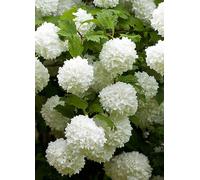 Yougarden Viburnum Opulus 'roseum' Snowball Tree In 2-3 Litre Pot, Evergreen Shrubs Autumn Flowering Plants, Outdoor Plants