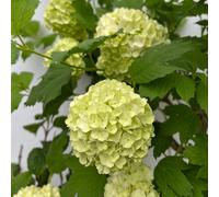 Viburnum opulus 'Roseum' (Snowball) 9cm / 2L
