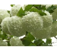 Viburnum Opulus Roseum Snowball Tree 3-4ft Supplied in a 3 Litre Pot Direct Plants Green One Size