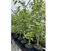 Viburnum Plicatum Pink Beauty Extra Large In A 3 Litre Pot By Direct Plants