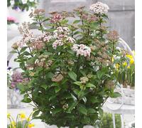 Viburnum Spirit Evergreen Outdoor Garden Shrub White Scented Flowering Pot Plant