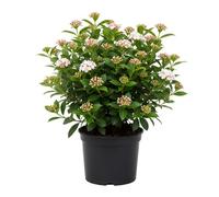 Viburnum Tinus Eve Price 3L Potted Evergreen Shrub