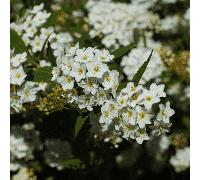 Viburnum Tinus 'Eve Price' Evergreen Shrub RHS Award 9cm-5L, 9cm Pot