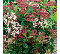 (Viburnum Tinus) Fully Established Hardy/Evergreen Outdoor Flowering Potted Shrubs & Bushes