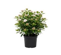 Viburnum Tinus Gwenllian 3L Potted Evergreen Shrub