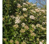 Viburnum Tinus Patio Tree RHS Award, 4L 80-90cm