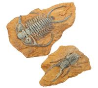 VICASKY 2Pcs Creative Terrarium Decor Realistic Fossil Ornaments for Reptile Box for Snakes Lizards and Other Animals Safe and Durable Decoration