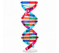 VICASKY DNA Kit Self Double Helix Structure Model 33 x 11.6cm DIY Generic Molecular Model Kit Large-Scale Biological Structure Human Genes Components Science Educational Teaching Tool