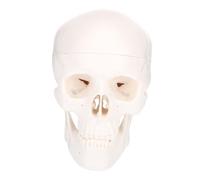 VICASKY Mini Skull Model Plastic Detachable White Teaching Skull Model Visual Aid for Learning Schools and Hospitals