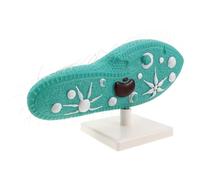 VICASKY Paramecium Science Education Model with Stand and Cilia, Single-cell Organism Display for Biology Classroom Aid, Microbiology Specimen Model for Gcse and High School Science Labs