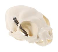 VICASKY Realistic Craftsmanship and Detailed Comprehensive with Guide Skeleton Model Pvc Anatomical Figurine Cat for Artistic Creation and Science Teaching Decor