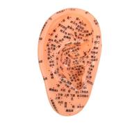 VICASKY Realistic Human Ear Acupoint Model Acupressure Tool for Study Practice Chinese Medicine Kit Pressure Simulation