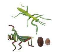 VICASKY Realistic Mantis Life Cycle Figure for Early Education Growth Cycle Model for Nature Cognition Role-playing Storytelling Preschool Science Learning