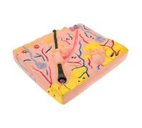 VICASKY Realistic Skin Teaching Model for Biology Education Portable Human Skin Anatomy Tool with Detailed Layers Medical Biology Teaching Aid for Classroom and Laboratory Use