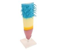 VICASKY Simulation Corn Root Profile Model Lightweight Plant Anatomy Teaching Tool for Biology Students and Teachers Portable Educational Instrument for Science Experiments and Botanical