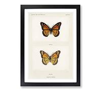 Viceroy Butterfly by S.F. Denton Framed Print | A2 Black Framed Wall Art | Ready to Hang | Modern Animal Picture | Living Room Bedroom Lounge Office