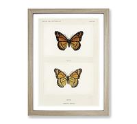 Viceroy Butterfly By S.F. Denton Vintage Framed Print | A2 Oak Framed Wall Art | Ready to Hang | Classic Animal Picture | Living Room Bedroom Lounge Office