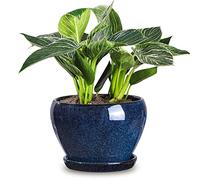 vicrays Ceramic Plant Pots Indoor - 6.5 Inch Planter Pot with Drainage Hole and Saucer for Succulent Orchid Flower Herbs Cactus - Ideal for Gardening Home Desktop Office Decor - Blue