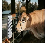 vidaXL Beef Brush Wall-Mounted 50 x 10 x 6.5 cm