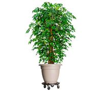 vidaXL Plant Trolley with Wheels Diameter 15.7"" Black 606.3 lb