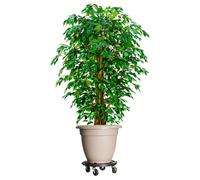 vidaXL Plant Trolleys with Wheels 2 pcs Diameter 15.7 Black 606.3 lb