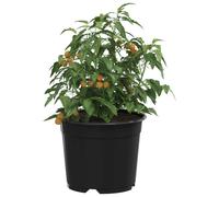vidaXL Round Flower Pot 100 pcs Black Ã 10 x 8 cm Plastic