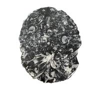 VIE Goniatite Slab, Rough Edge, Polished, 15x10cm