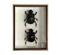 VIE Taxidermy Dung Beetle, 20x15x5cm