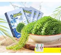 Vietnam Instant sea grapes （1box /300g/3bag), seaweed,kelp,healthy green fruits,seaweed dishes,hotpot ingredients,vegetarian,fresh fruits and vegetables，snack，Grapes growing in the ocean (3box(9bag))