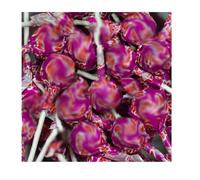 Viimtto Mixed Fruit Flavour Original Lollipops 7g - Juicy & Refreshing Classic Candy Treat (80 x Lollipop)