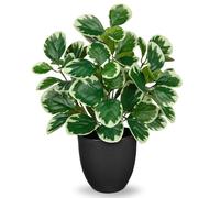 Villa Como 14.5" Artificial Plants Indoor Home Decor, Fake Potted Silk Plants for Shelves Living Room Decorative, Small Artificial Office Desk Plants in Pots, Faux Peperomia Hope Tropical House Plant
