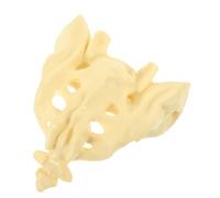 VILLCASE 1pc Human Sacrum Model Large Skeletal Bone for Pvc Material Realistic Spine Anatomical Training Tool