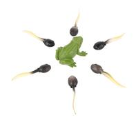 VILLCASE Realistic Plastic Frog Figurine Set with Detailed Craftsmanship, Versatile Decoration for Terrarium Decor and Fairy Garden Accessories, Lifelike Tadpole Design for Collectors