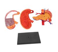 VILLFUL Human Stomach Anatomical Model for Medical Teaching Biological Education Aid Suitable for School Laboratory University Training Institutions