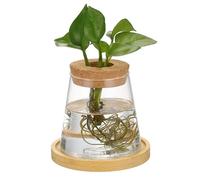 VILLFUL Hydroponic Glass Vase for Propagation Elegant Plant Holder for Indoor Decoration Space Saving Desktop Planter for Hydroponic Plants and Terrarium Containers