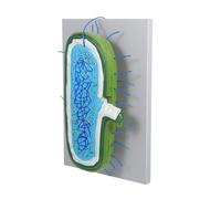 VILLFUL Interactive Enlarged Animal Cell Model with Nucleus for Biology Teaching for Classroom Demonstrations Educational Science for Student Learning