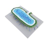 VILLFUL Nucleus Model Human Liver Cell Line Science Model Cell Organelles 3d Culture 3d Tissue Culture Plastic