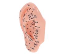 VILLFUL Professional Ear Reflexology Model for Tcm Education Accurate Acupuncture Training Tool for Massage and Meridian System Learning