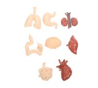 VILLFUL Professional Human Internal Organs Model Anatomy Teaching Aid for School Education Medical Nursing Physiology Learning Tool