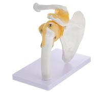 VILLFUL Pvc Shoulder Joint Model for Medical Teaching Human Skeleton Model Base