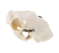 VILLFUL Realistic Cat Skull Skeleton Model Anatomical Teaching Prop for Science Education Halloween Decor Collector Display Compact for Easy Handling Transport
