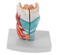 VILLFUL Scale Medical Teaching Supply for Clinical Training and Education Anatomically Accurate Laryngeal Anatomy Display Portable Pharynx Anatomy Tool for Enhanced Learning