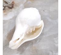 Vimal Nautical for Religious Purpose, Pooja, Blowing Original, Temple, Office Size: 5 inches (1 pcs)